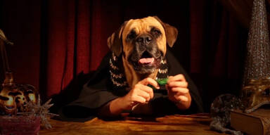 Hund verzaubert Internet