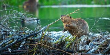 Der Biber als wichtiger Baumeister muss gesch&uuml;tzt werden
