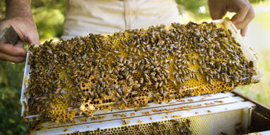 Bienen