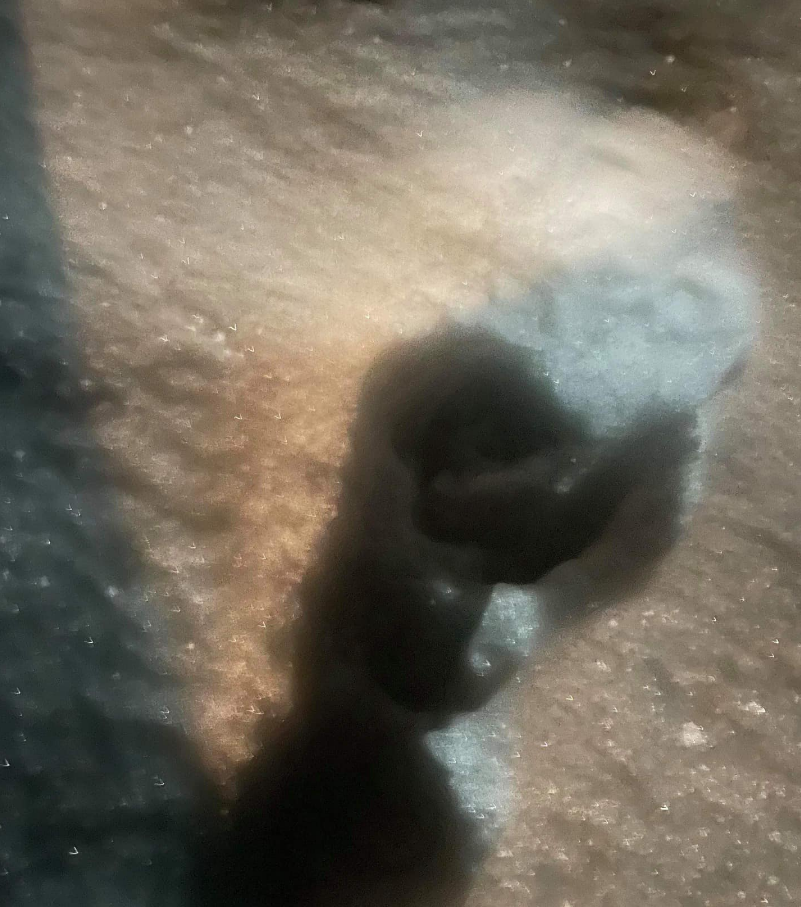 Bigfoot randaliert vor Haus