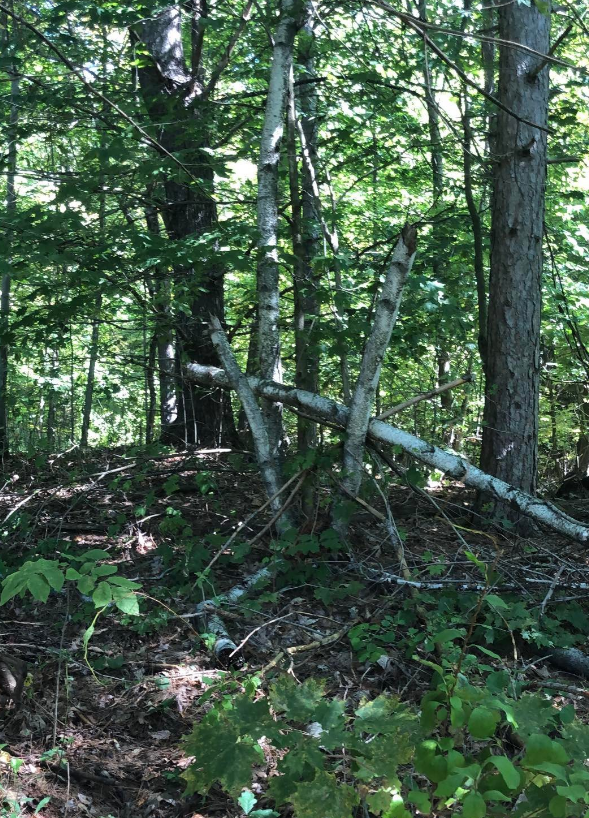 Bigfoot randaliert vor Haus