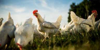 Osterboom bei Eiern: 90 % der &Ouml;sterreicher setzen auf heimische Herkunft &ndash; Millionen Eier im Verkauf