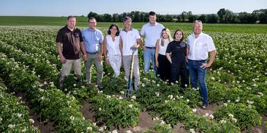 Billa entwickelte neue regionale Erd&auml;pfelsorte &bdquo;Benjamin