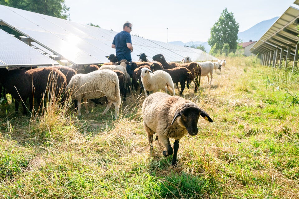 So gut vertragen sich Schafe und Sonnenstrom