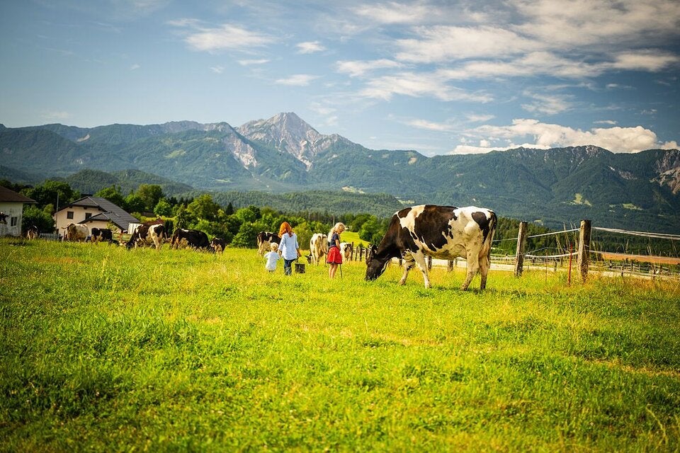 Beim Bio-Milchviehbetrieb von Familie Borchardt haben die Kühe ganzjährig Auslauf und dürfen auf den Wiesen die Vielfalt der Gräser und Kräuter genießen.