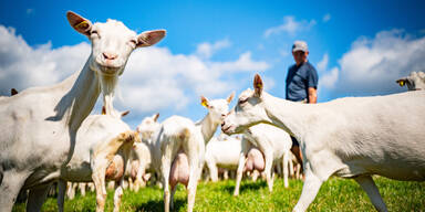 Neuer SPAR Natur*pur Bio-Ziegenkäse aus Schlierbach: Regionale Qualität mit 100 Jahren Käsetradition