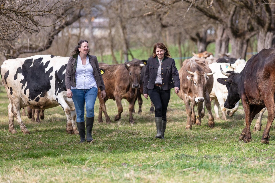Der Wurzerhof zeigt, wie sich Tradition und gelebte Nachhaltigkeit zukunftsfähig verbinden lassen. Die Kühe genießen eine wesensgerechte Haltung mit viel Auslauf und Weidegang.   