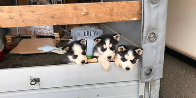 Husky-Welpen aus Lkw gerettet