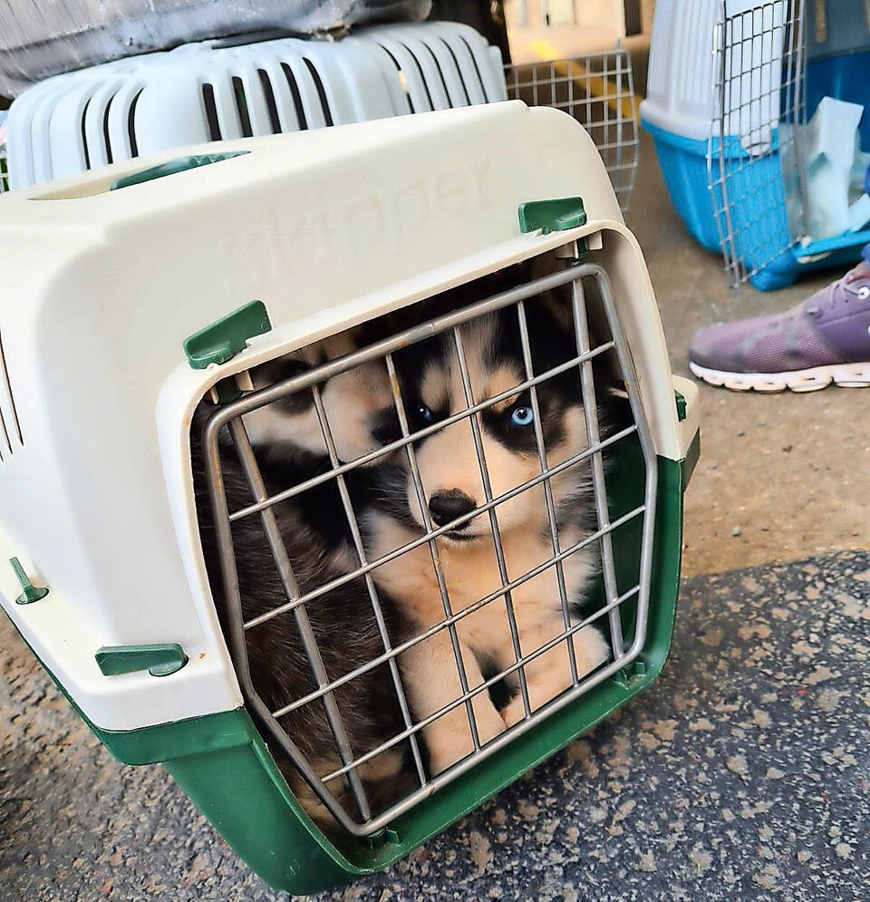 Husky-Welpen aus Lkw gerettet