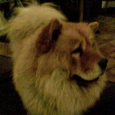 Hundewahl - Lennox, 14 Moante