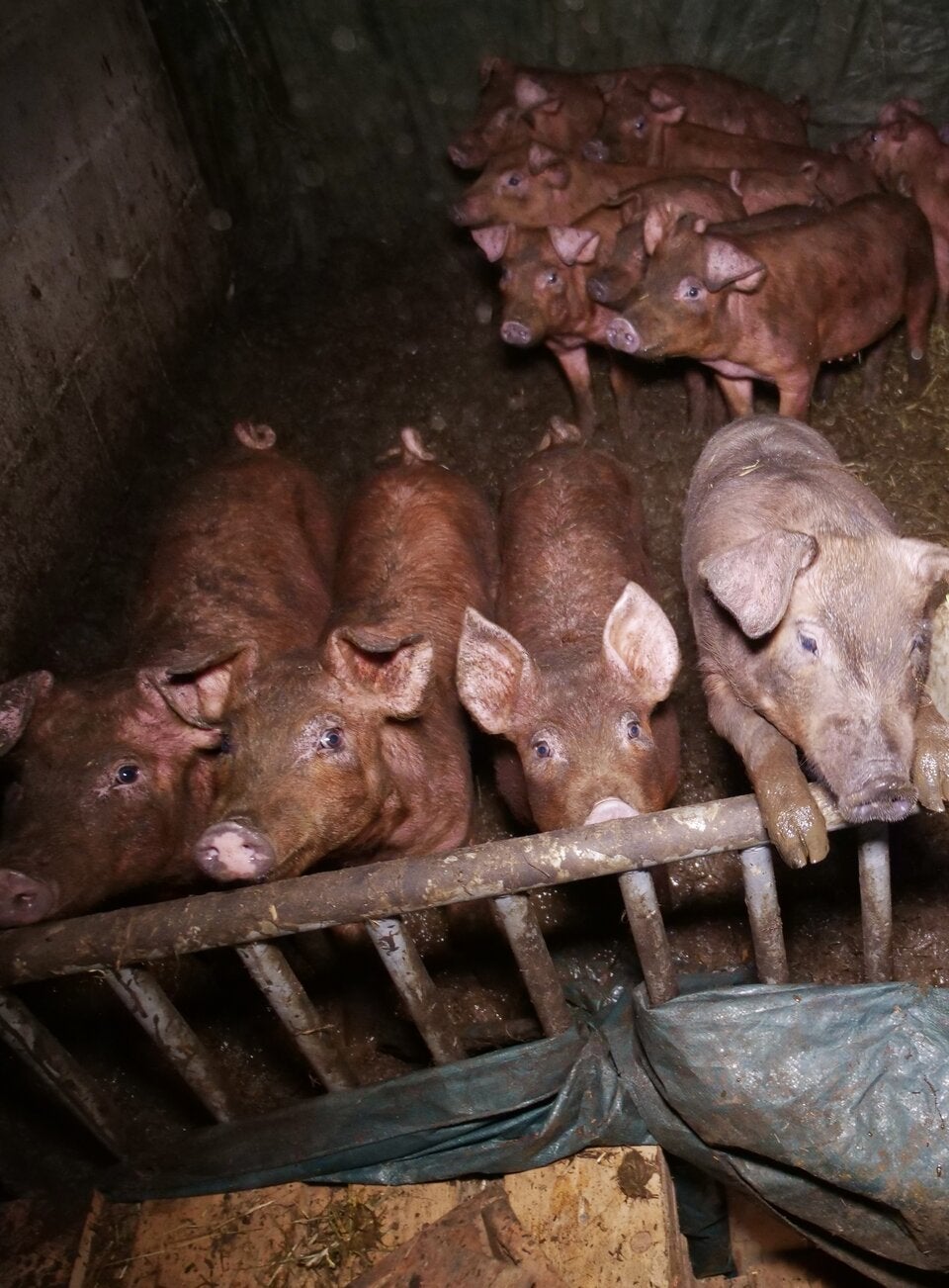 VGT deckt skandalöse Zustände in Schweinebetrieb auf