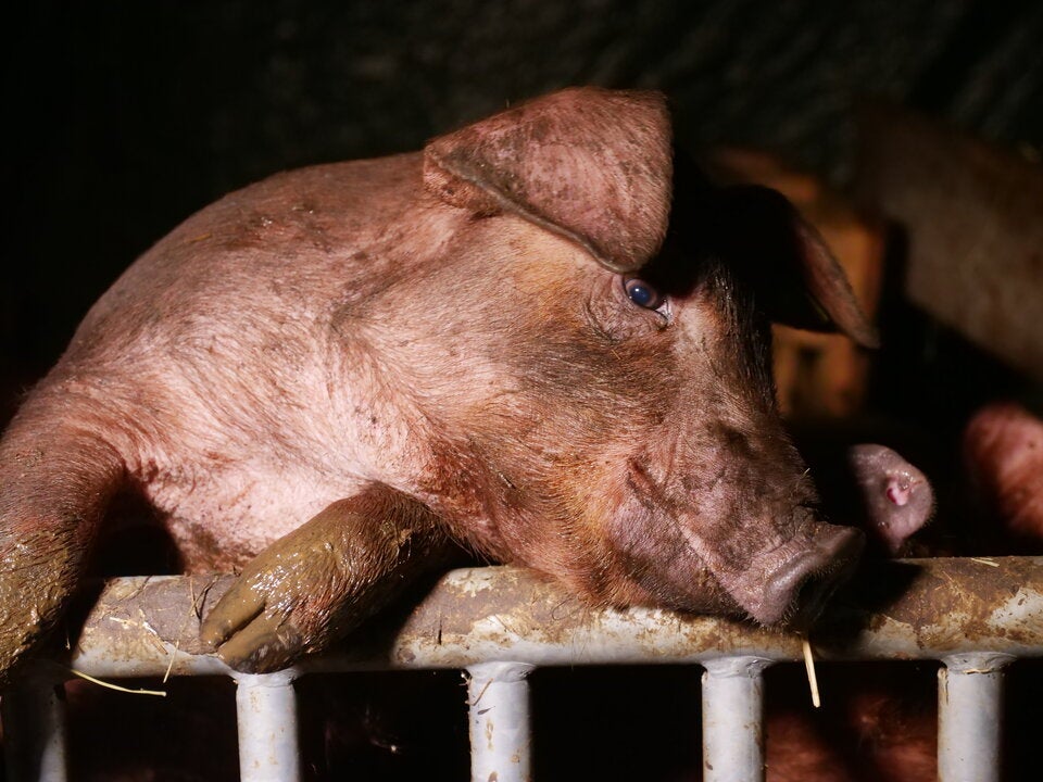 VGT deckt skandalöse Zustände in Schweinebetrieb auf