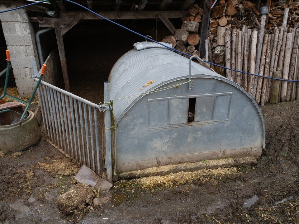 VGT deckt skandalöse Zustände in Schweinebetrieb auf