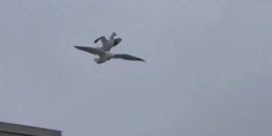 Bird riding bird.png