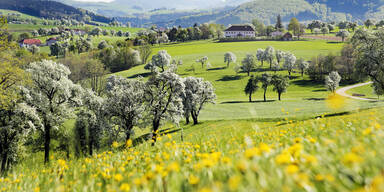 Mostviertel erstrahlt zu Ostern in voller Bl&uuml;tenpracht