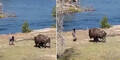 Irres Video: Mann will sich in Nationalpark mit Bison prügeln