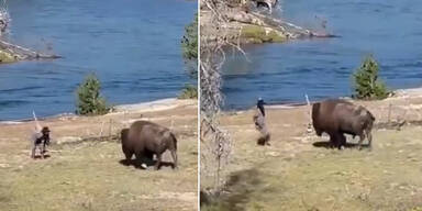 Irres Video: Mann will sich in Nationalpark mit Bison pr&uuml;geln