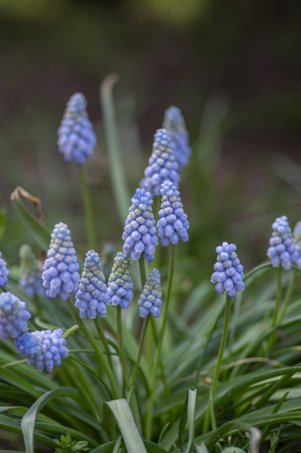 Pflegeleichte Frühlingsblüher: Diese 6 Blumen dürfen jetzt auf keinen Fall fehlen