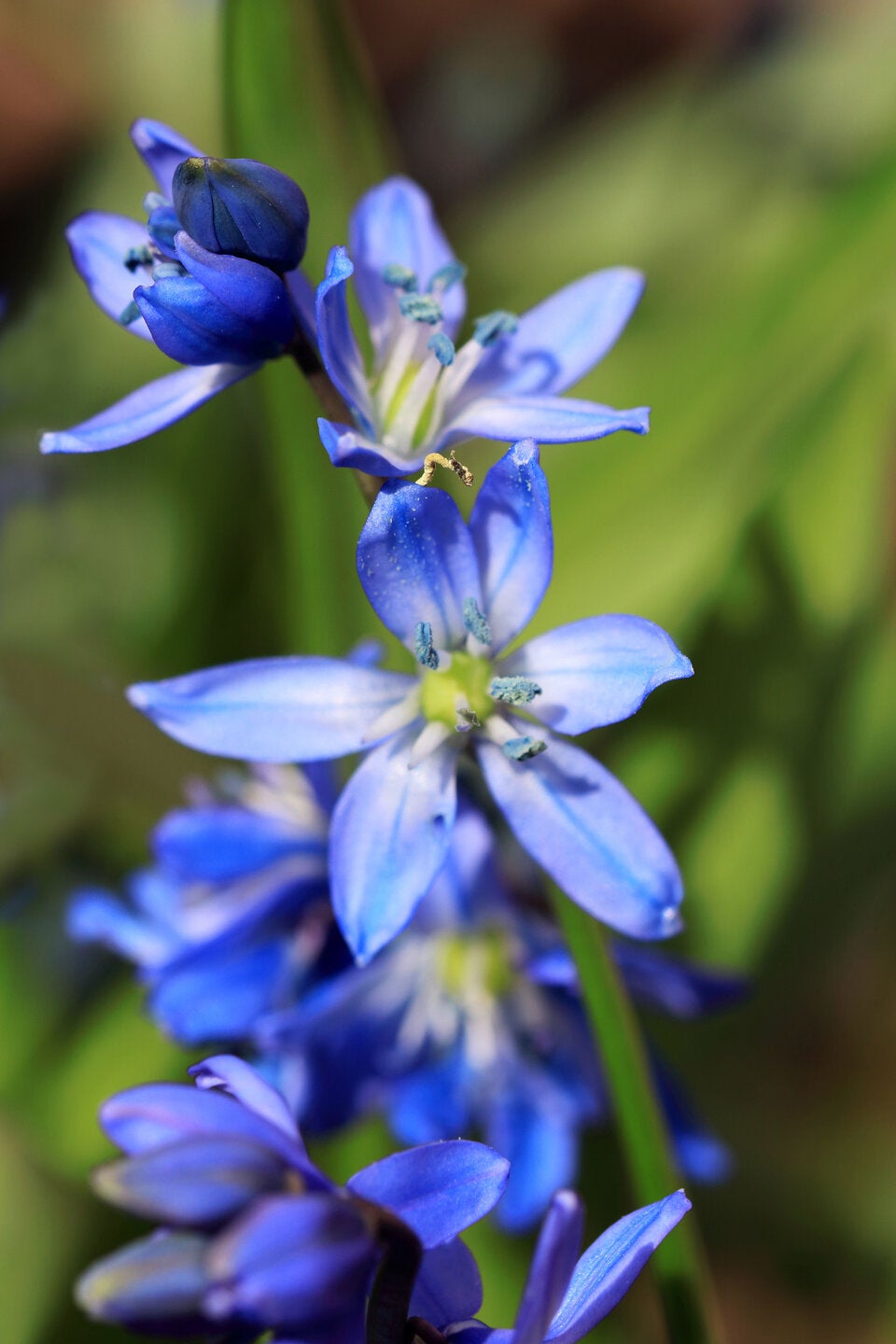 Pflegeleichte Frühlingsblüher: Diese 6 Blumen dürfen jetzt auf keinen Fall fehlen