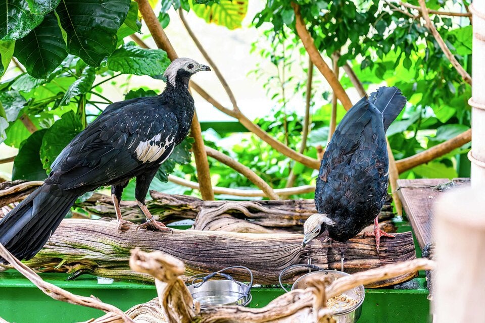 Die haben doch einen Vogel! Blaukehl-Guane erhält Partner