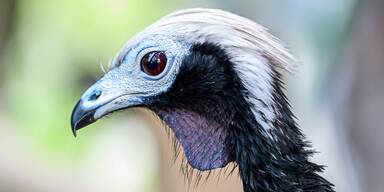 Die haben doch einen Vogel! Blaukehl-Guane erh&auml;lt Partner