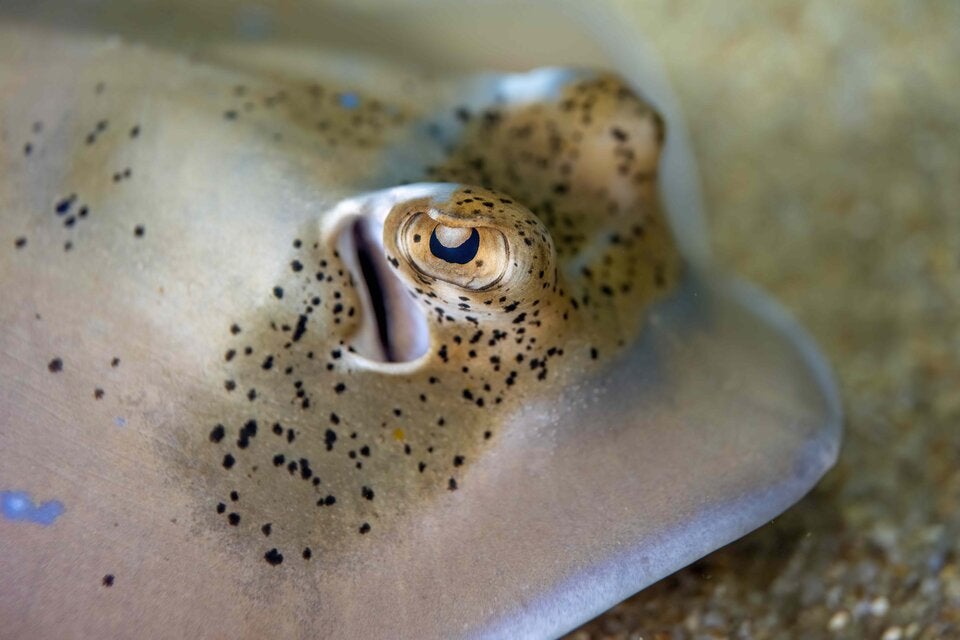 Blaupunkt-Maskenrochen