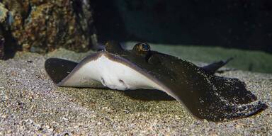 Blaupunkt-Maskenrochen