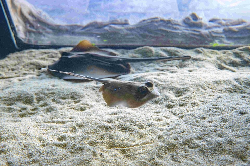 Blaupunkt-Maskenrochen