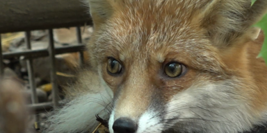 Blinde Fuchs.PNG
