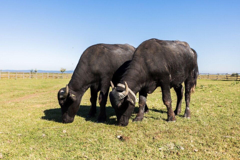 Wasserbüffel für die Leiser Berge