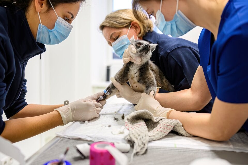 Katta Luke musste operiert werden. Vor jeder Narkose wird routinemäßig eine Blutuntersuchung durchgeführt, um wichtige Organwerte zu überprüfen und das Narkoserisiko zu minimieren. 