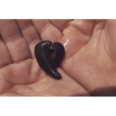 Die letzte Chance Diät