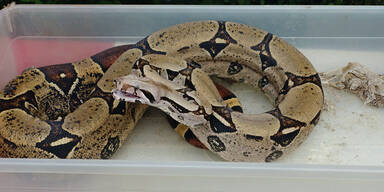 Boa constrictor Klagenfurt
