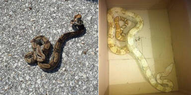 Zwei Boas mitten in Innsbruck gefunden