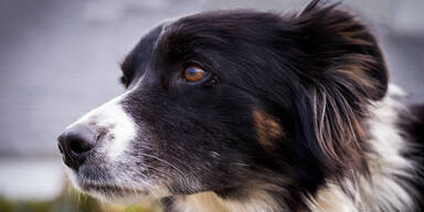Hund biss Dreij&auml;hrige ins Gesicht