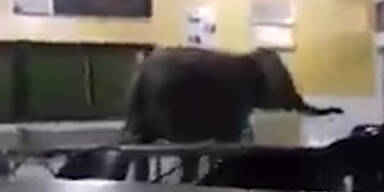 Borneo Elefant Mensa