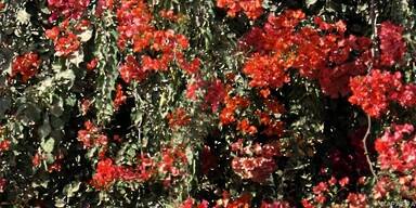 Bougainvillea leuchten in Rot, Pink und Lila