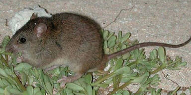 Bramble-Cay-Mosaikschwanzratte