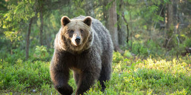 Bär im Tiroler Oberland nachgewiesen