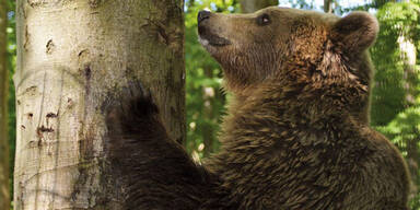 Braunb&auml;ren get&ouml;tet Aalborg