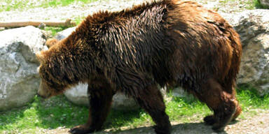 Braunbär