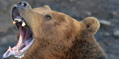 Bosnier tötet Bären nach Attacke mit Axt