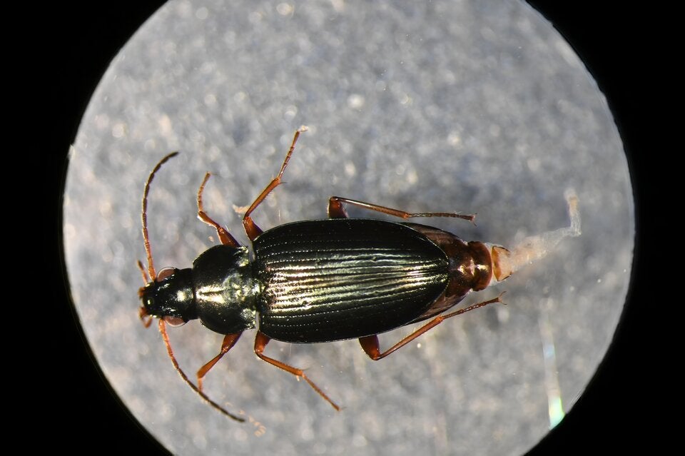 Wasserkraft als Teil der Lösung für Umwelt und Ökologie