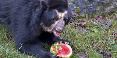 Brillenbär Juan