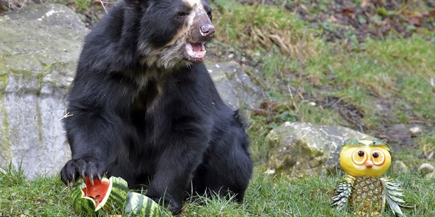 Brillenbär Juan