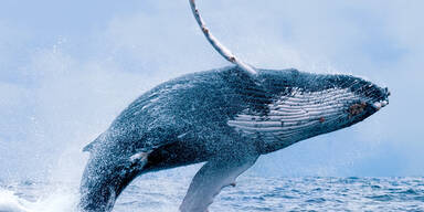 Buckelwal verschluckt Mann &ndash; Taucher &uuml;berlebt!