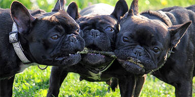 Zoll stoppte Welpen-Mafia