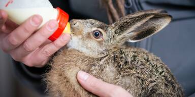 Tierseuche: Ostermarkt auf dem Assisi-Hof abgesagt