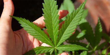 CBD - ADV - CBD Produkte kaufen - 620x310