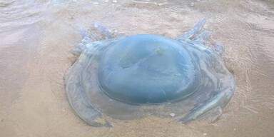 Invasion der "Strand-Aliens"